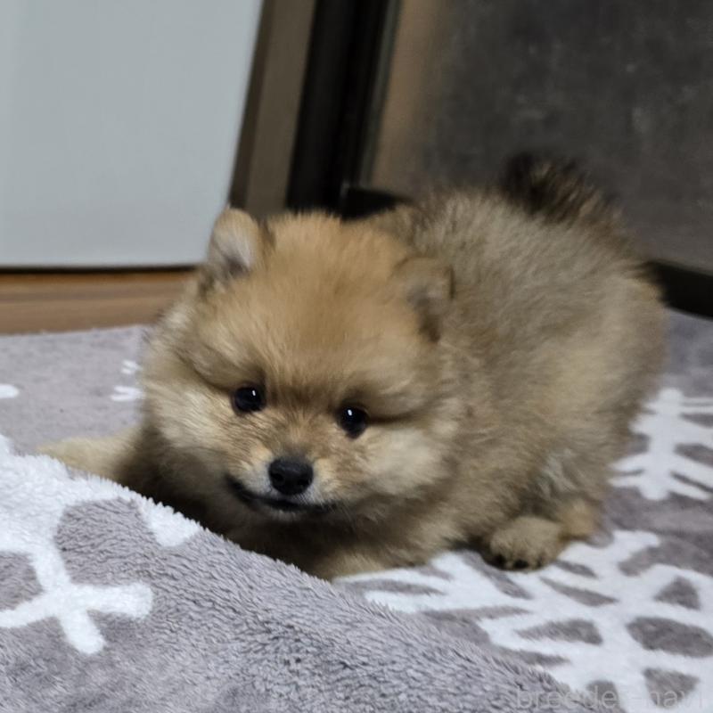 販売中の岡山県のポメラニアン-406319の5枚目