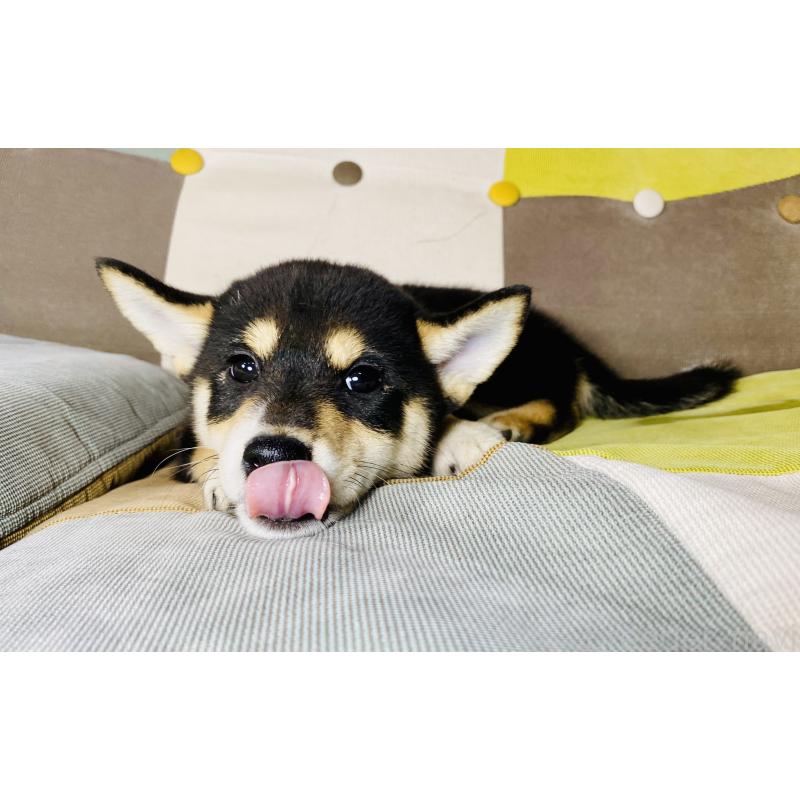 成約済の静岡県の柴犬-409789の4枚目