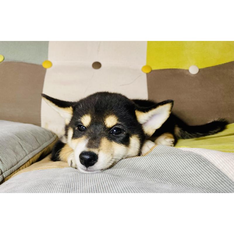 成約済の静岡県の柴犬-409789の3枚目