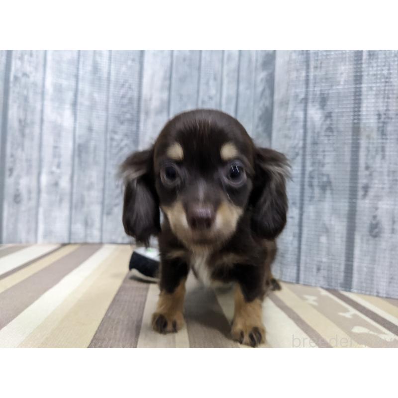 販売中の埼玉県のチワックス:チワワ×ミニチュアダックスフンド-412220の2枚目