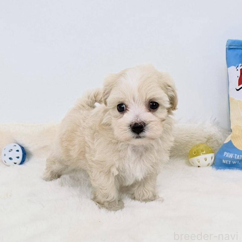 販売中の茨城県のマルプー:マルチーズ×トイプードル-412227の3枚目