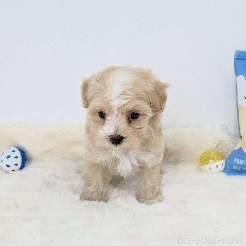 販売中の茨城県のマルプー:マルチーズ×トイプードル-412229の3枚目
