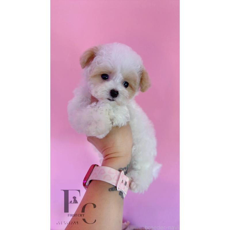 成約済の栃木県のミックス犬-410849の1枚目