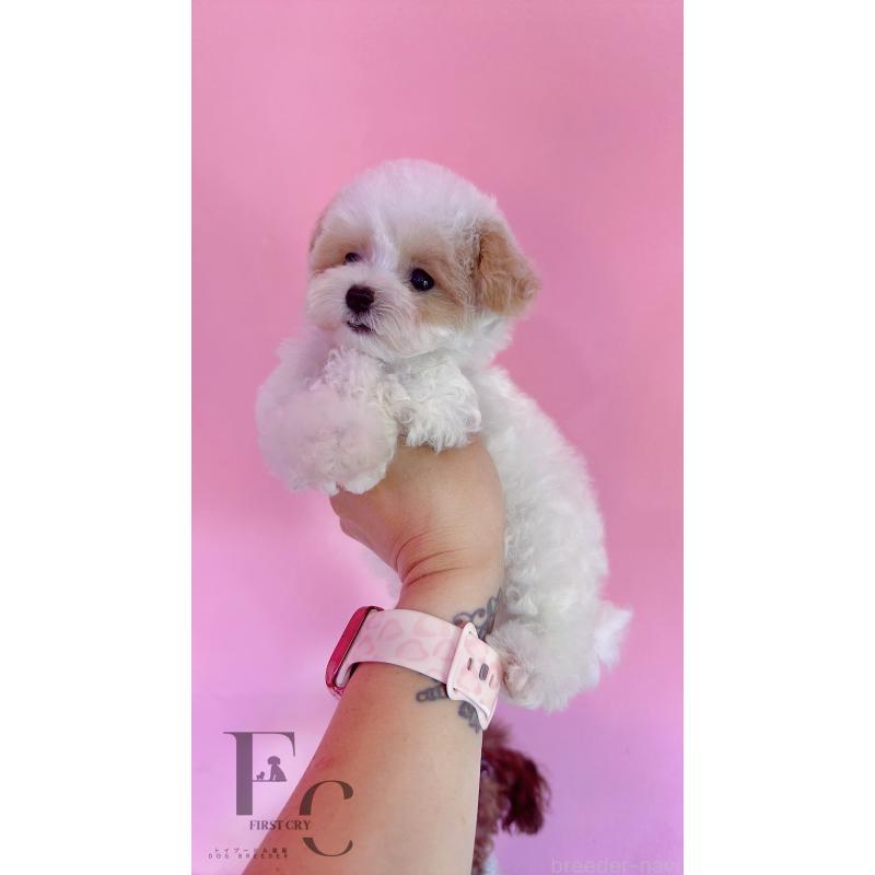 成約済の栃木県のミックス犬-410849の2枚目