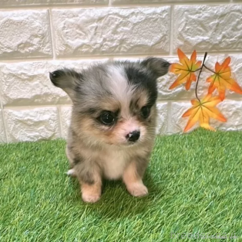 成約済の愛知県のチワワ(ロングコート)-410248の1枚目