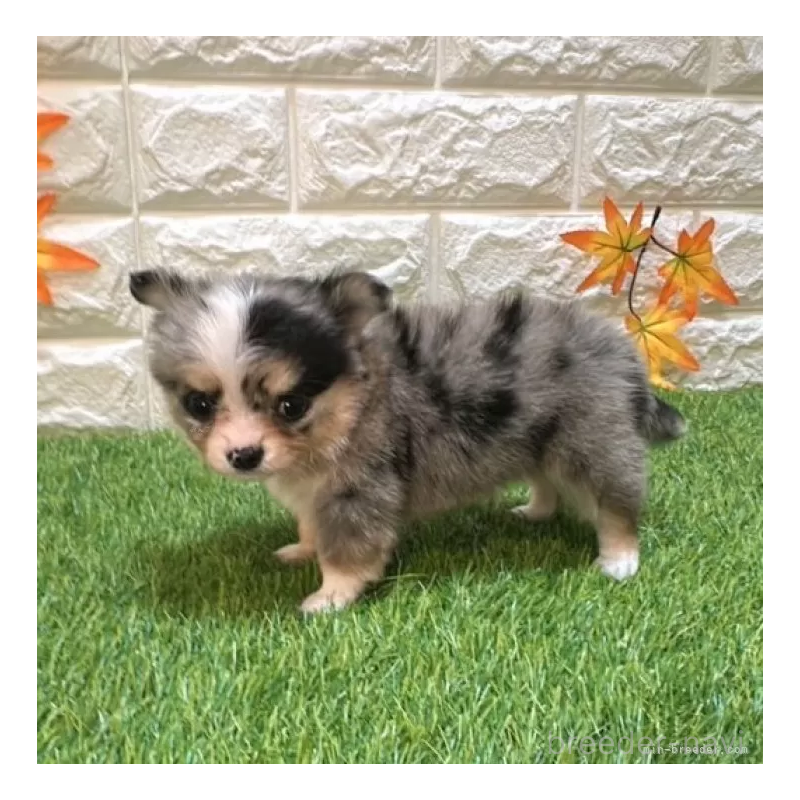 成約済の愛知県のチワワ(ロングコート)-410248の5枚目