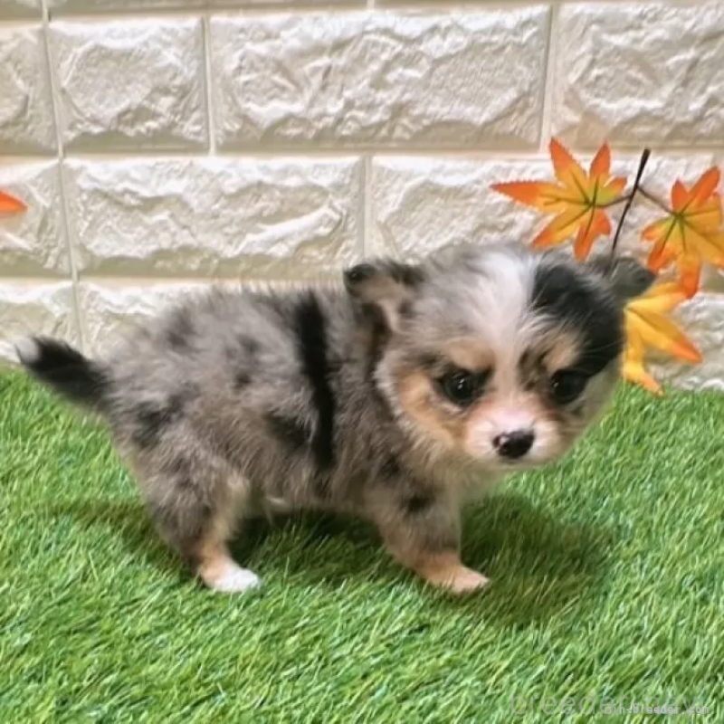 成約済の愛知県のチワワ(ロングコート)-410248の4枚目