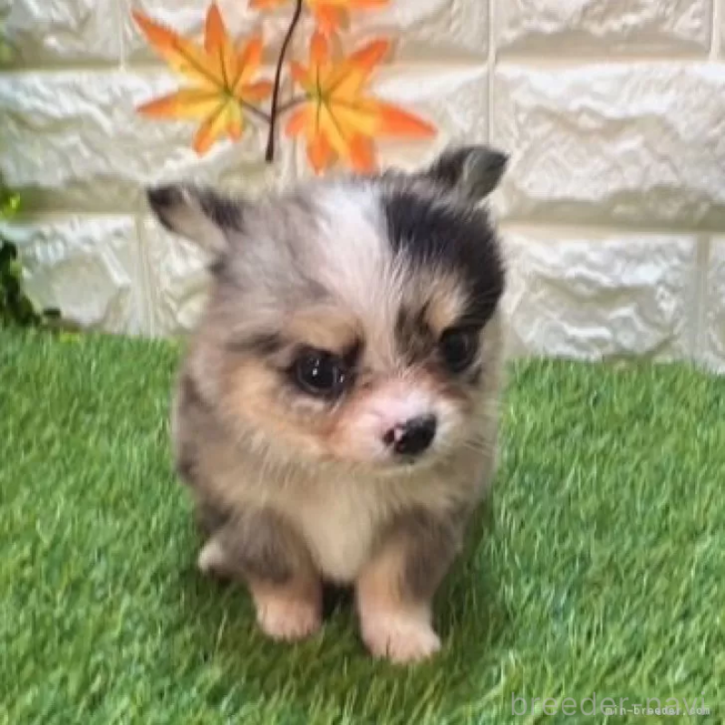 成約済の愛知県のチワワ(ロングコート)-410248の3枚目