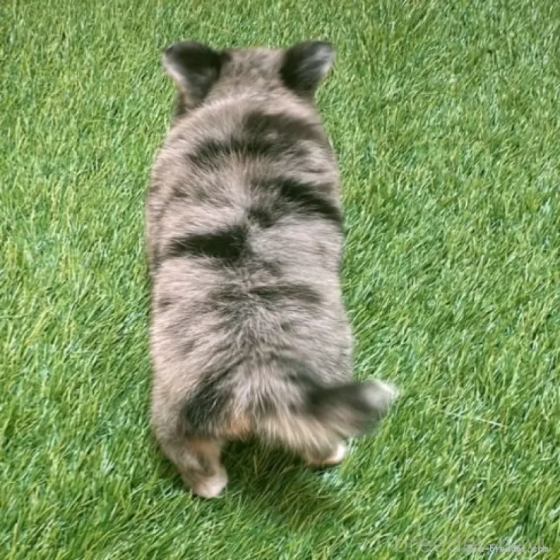 成約済の愛知県のチワワ(ロングコート)-410248の2枚目