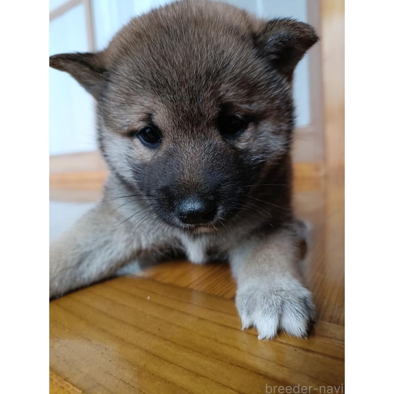 販売中の岩手県の柴犬-412443の3枚目
