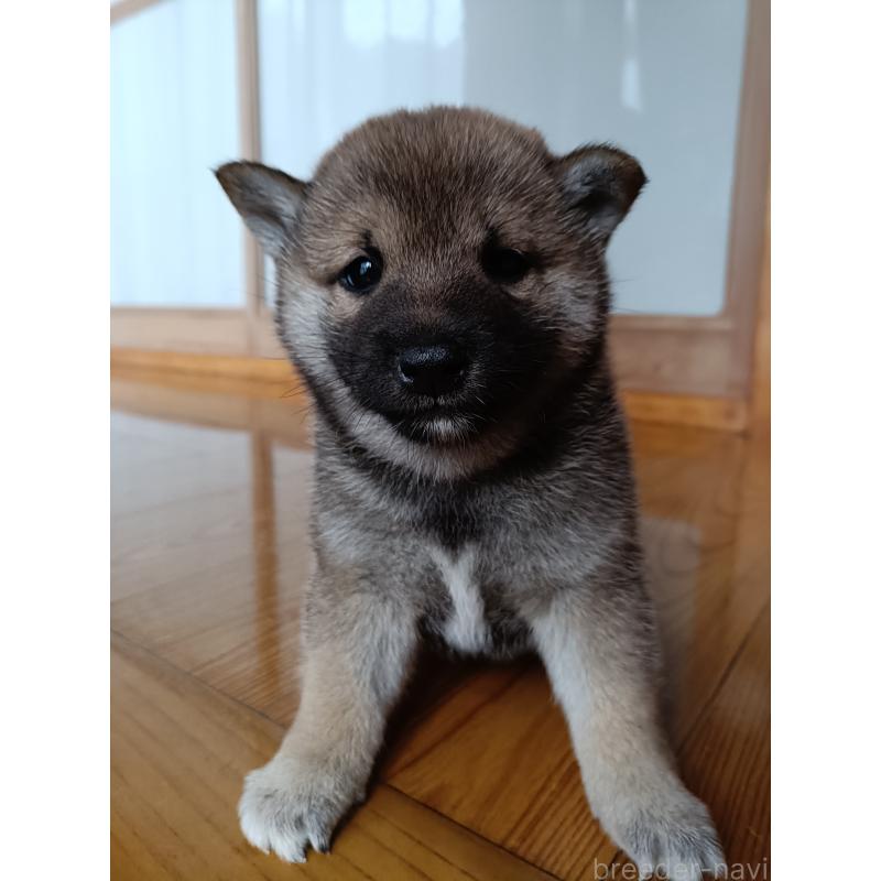 販売中の岩手県の柴犬-412443の2枚目
