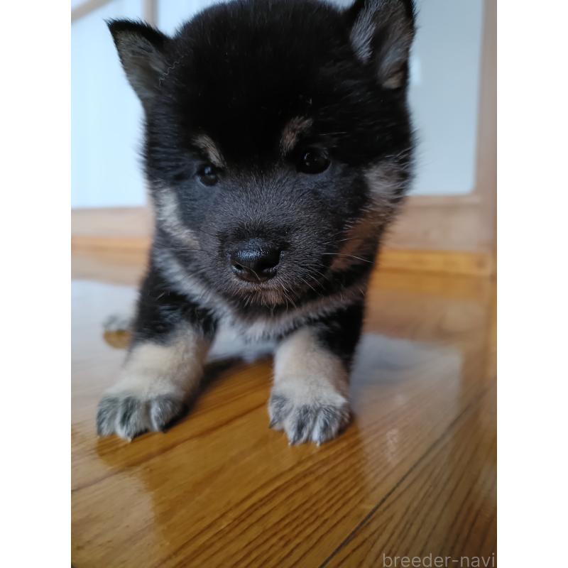 販売中の岩手県の柴犬-412446の3枚目