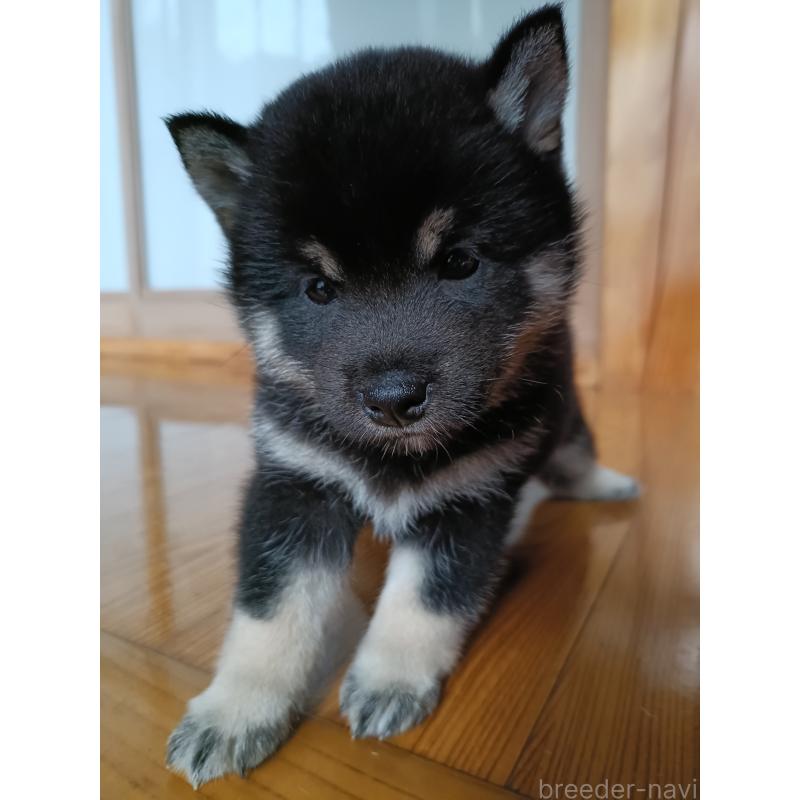 販売中の岩手県の柴犬-412446の2枚目
