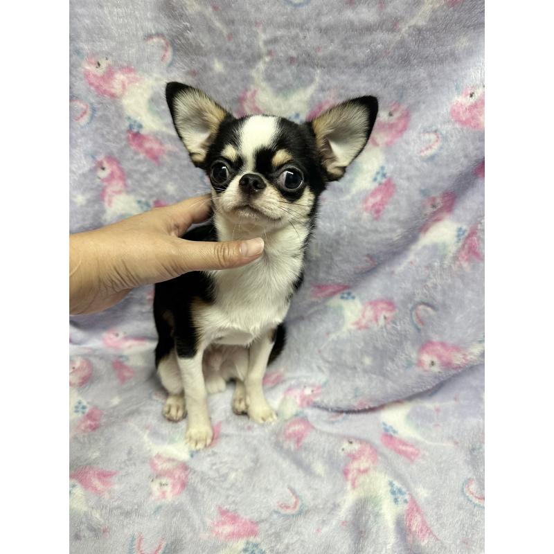 販売中の福島県のミックス犬-412452の3枚目