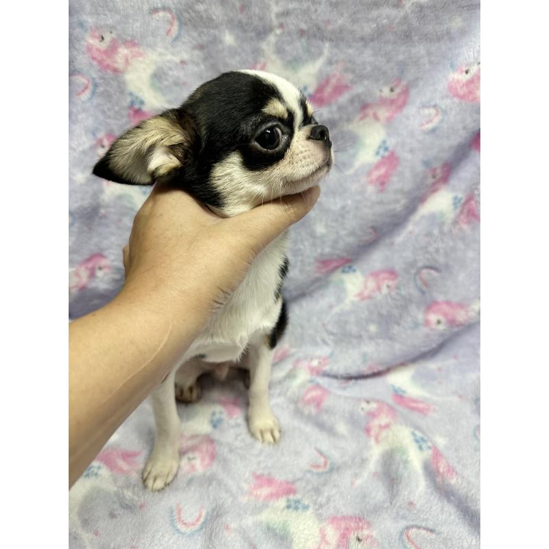 販売中の福島県のミックス犬-412452の2枚目