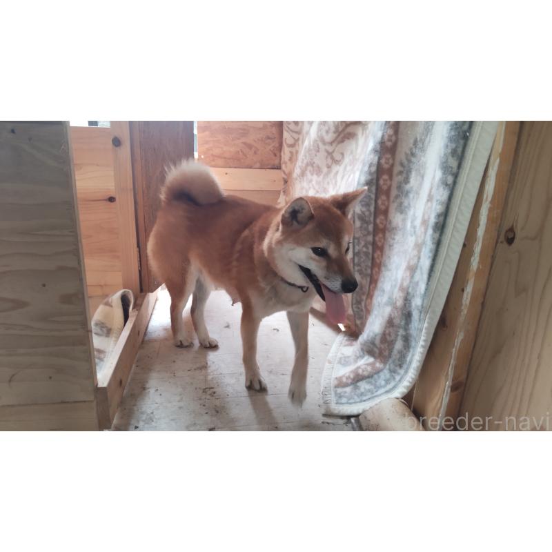 のの柴犬-