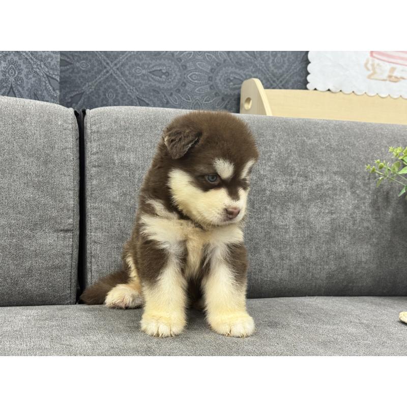 成約済の茨城県のアラスカンマラミュート-412480の2枚目