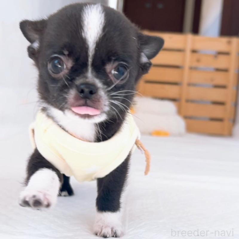 成約済の山口県のチワワ(スムースコート)-410312の8枚目