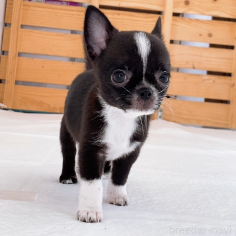 成約済の山口県のチワワ(スムースコート)-410312の7枚目