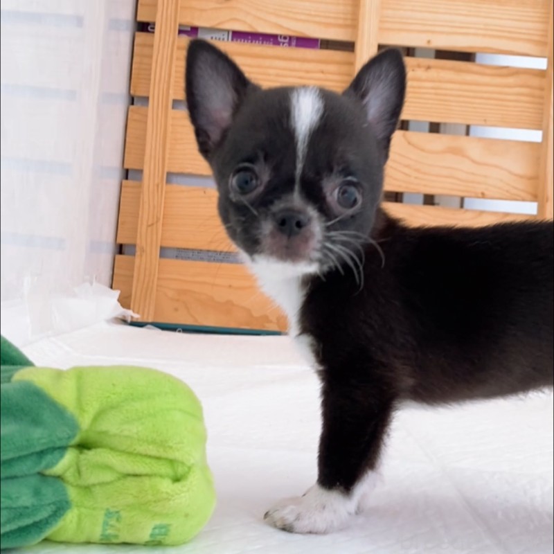 成約済の山口県のチワワ(スムースコート)-410312の6枚目