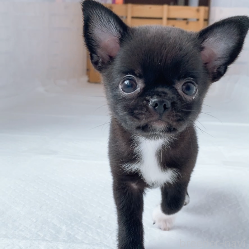 成約済の山口県のチワワ(スムースコート)-408926の8枚目