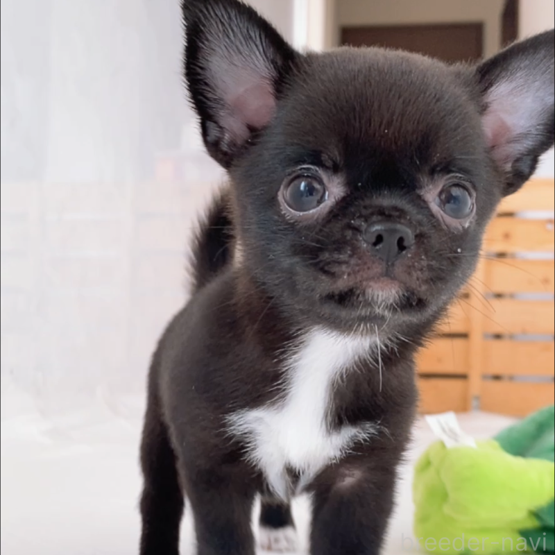 成約済の山口県のチワワ(スムースコート)-408926の7枚目