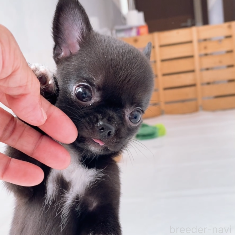 成約済の山口県のチワワ(スムースコート)-408926の6枚目