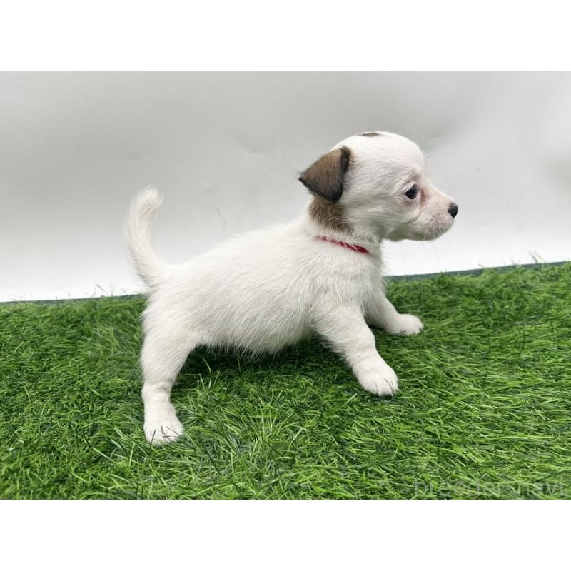 成約済の愛知県のジャックラッセルテリア-410370の4枚目