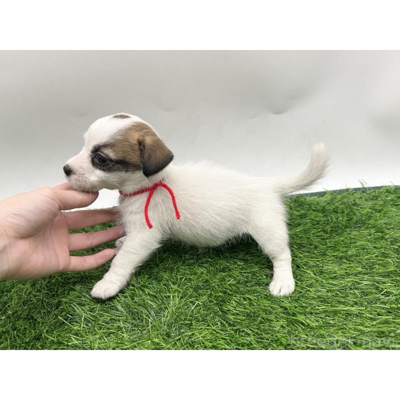 成約済の愛知県のジャックラッセルテリア-410370の3枚目