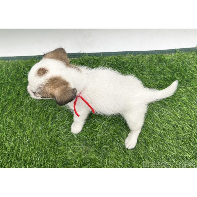 成約済の愛知県のジャックラッセルテリア-410370の2枚目