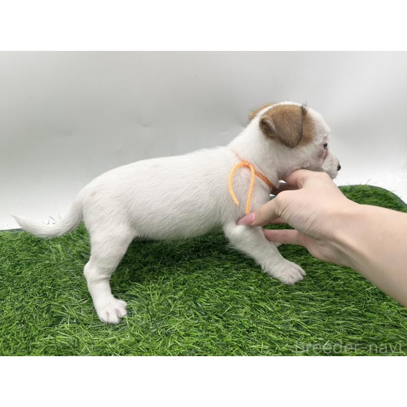 成約済の愛知県のジャックラッセルテリア-410368の4枚目