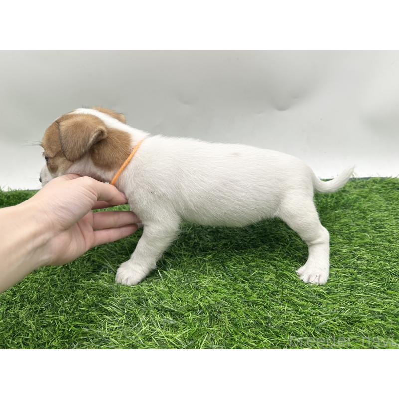 成約済の愛知県のジャックラッセルテリア-410368の3枚目