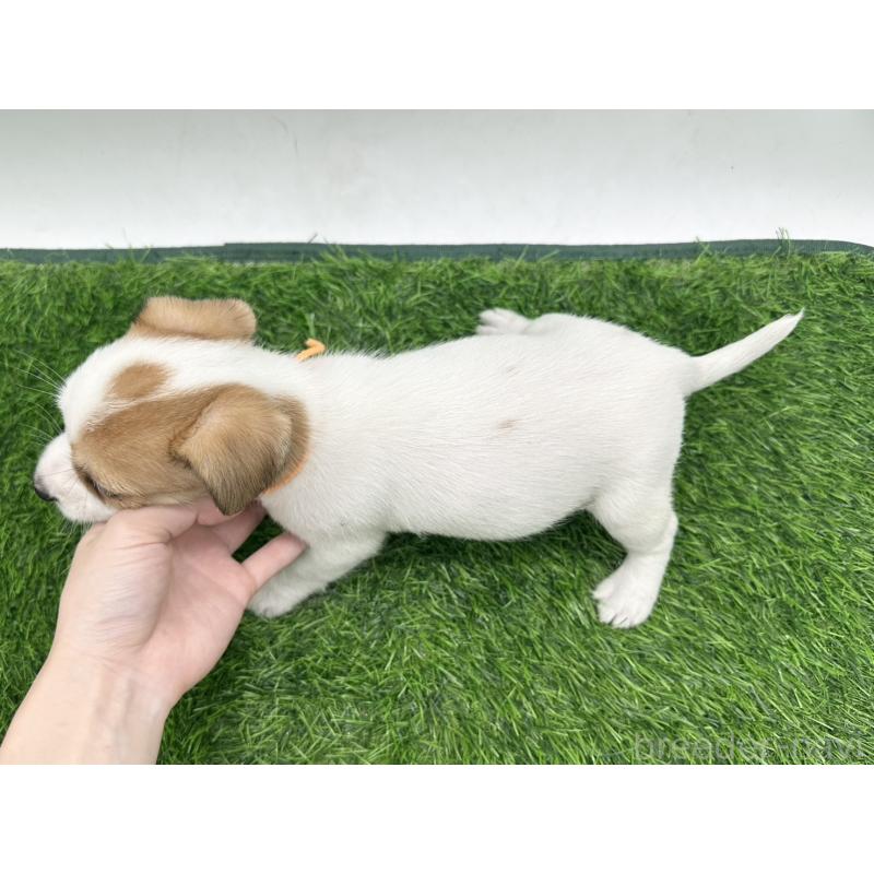 成約済の愛知県のジャックラッセルテリア-410368の2枚目