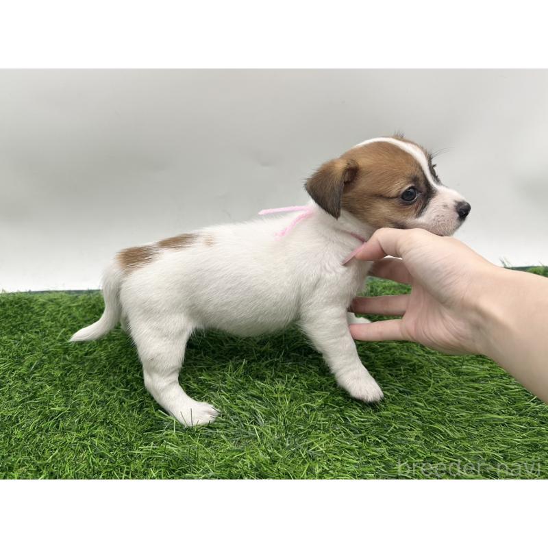 成約済の愛知県のジャックラッセルテリア-410371の4枚目