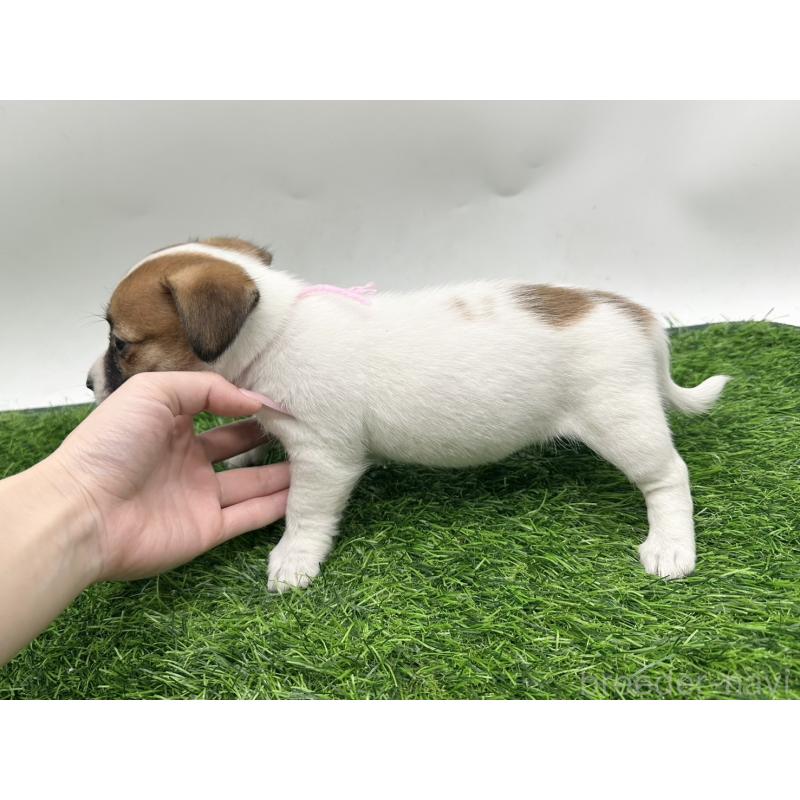 成約済の愛知県のジャックラッセルテリア-410371の3枚目