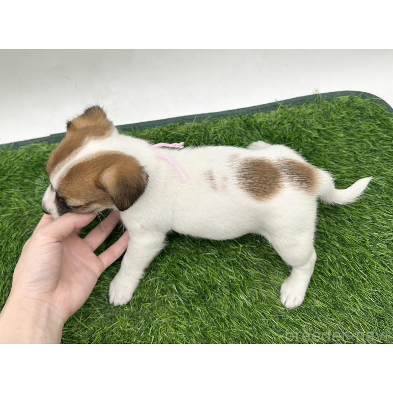 成約済の愛知県のジャックラッセルテリア-410371の2枚目