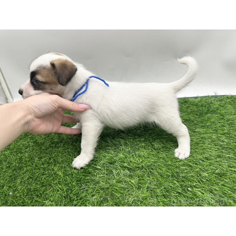 成約済の愛知県のジャックラッセルテリア-409160の4枚目