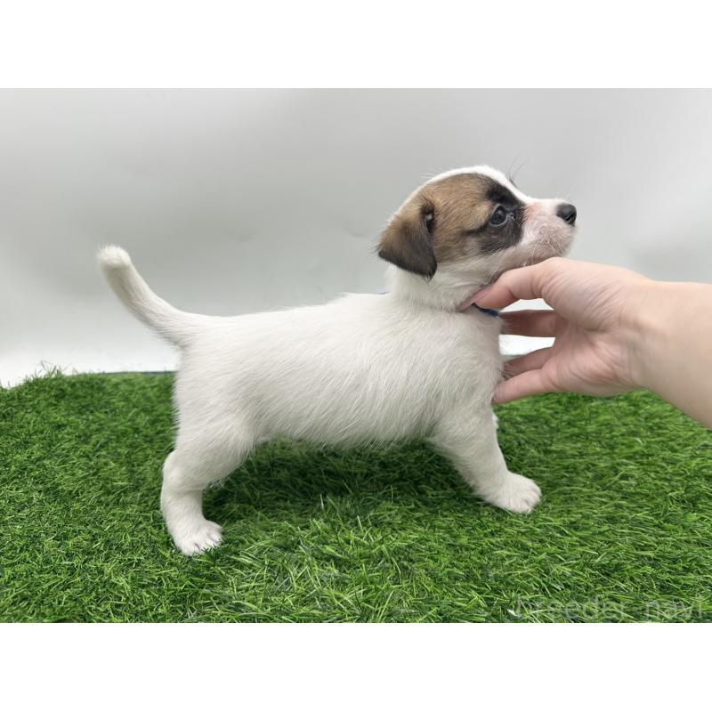 成約済の愛知県のジャックラッセルテリア-409160の3枚目