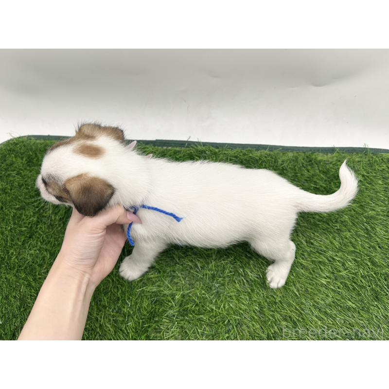 成約済の愛知県のジャックラッセルテリア-409160の2枚目