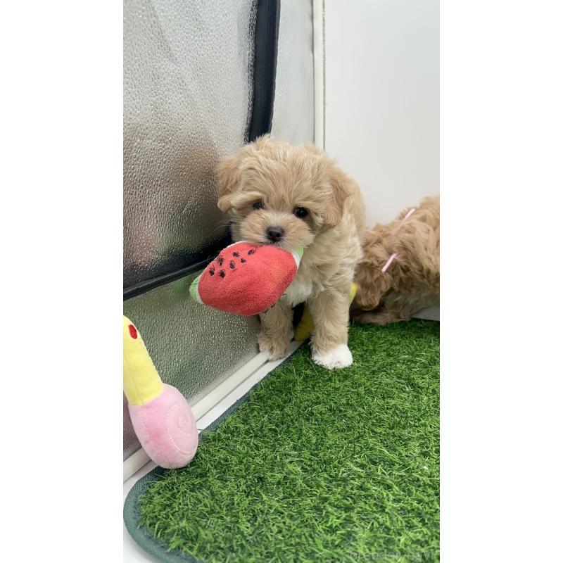 成約済の愛知県のマルプー:マルチーズ×トイプードル-409158の6枚目