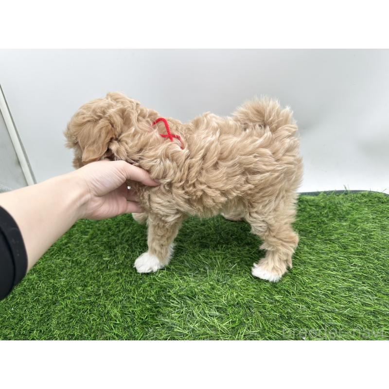 成約済の愛知県のマルプー:マルチーズ×トイプードル-409158の4枚目