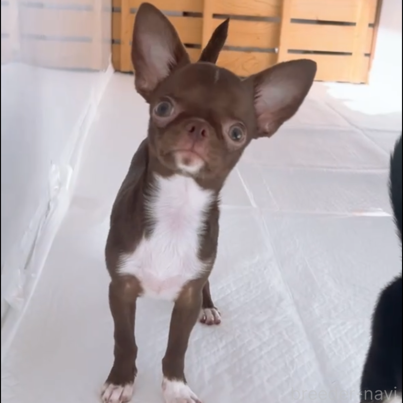 成約済の山口県のチワワ(スムースコート)-407478の7枚目