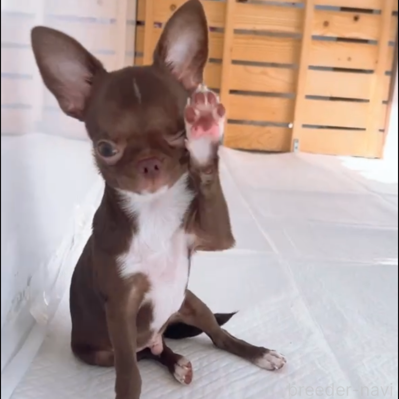 成約済の山口県のチワワ(スムースコート)-407478の6枚目