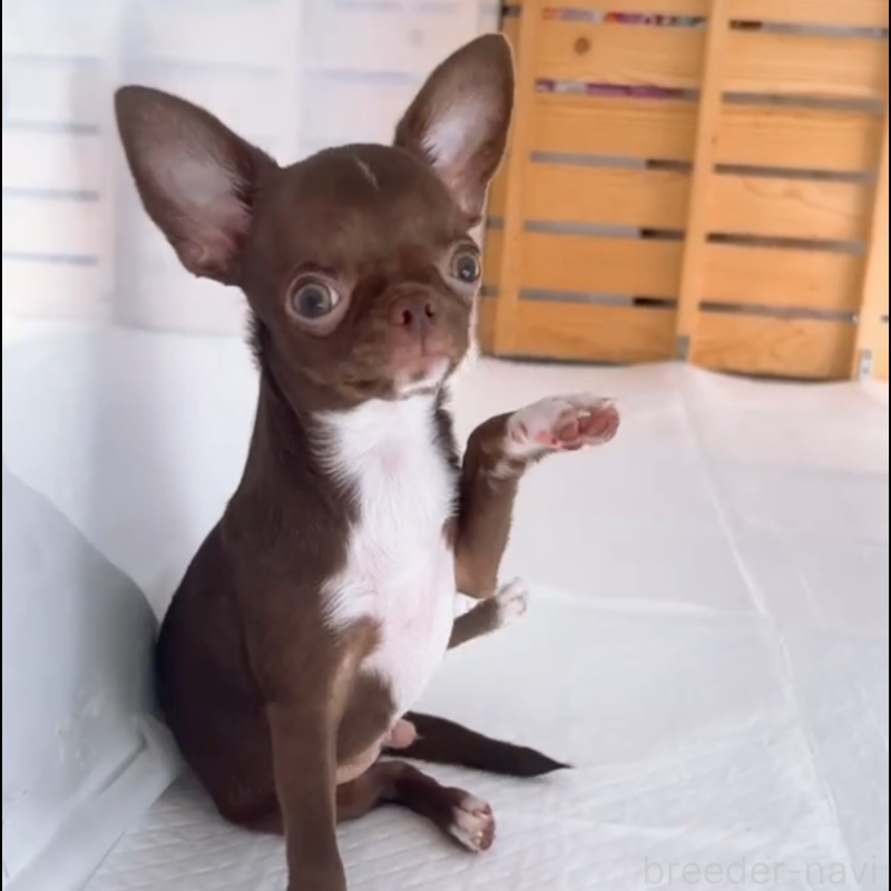 成約済の山口県のチワワ(スムースコート)-407478の5枚目