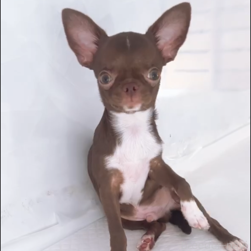 成約済の山口県のチワワ(スムースコート)-407478の4枚目