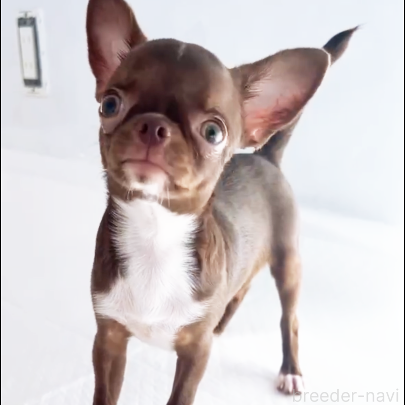 成約済の山口県のチワワ(スムースコート)-407478の3枚目