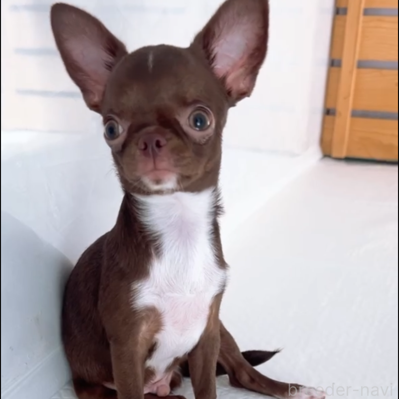 成約済の山口県のチワワ(スムースコート)-407478の2枚目