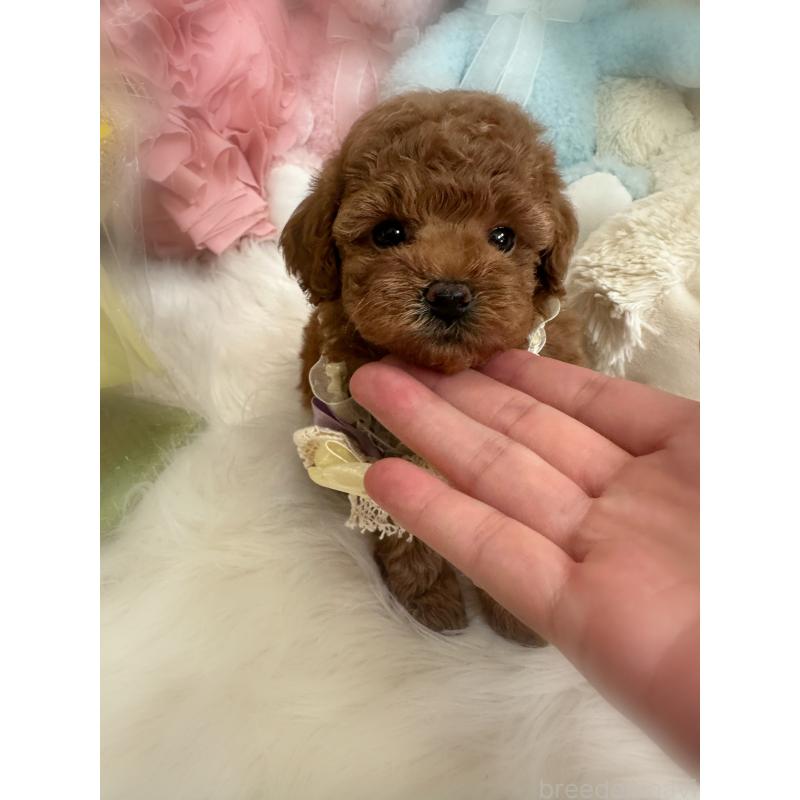 販売中の香川県のトイプードル-412500の6枚目