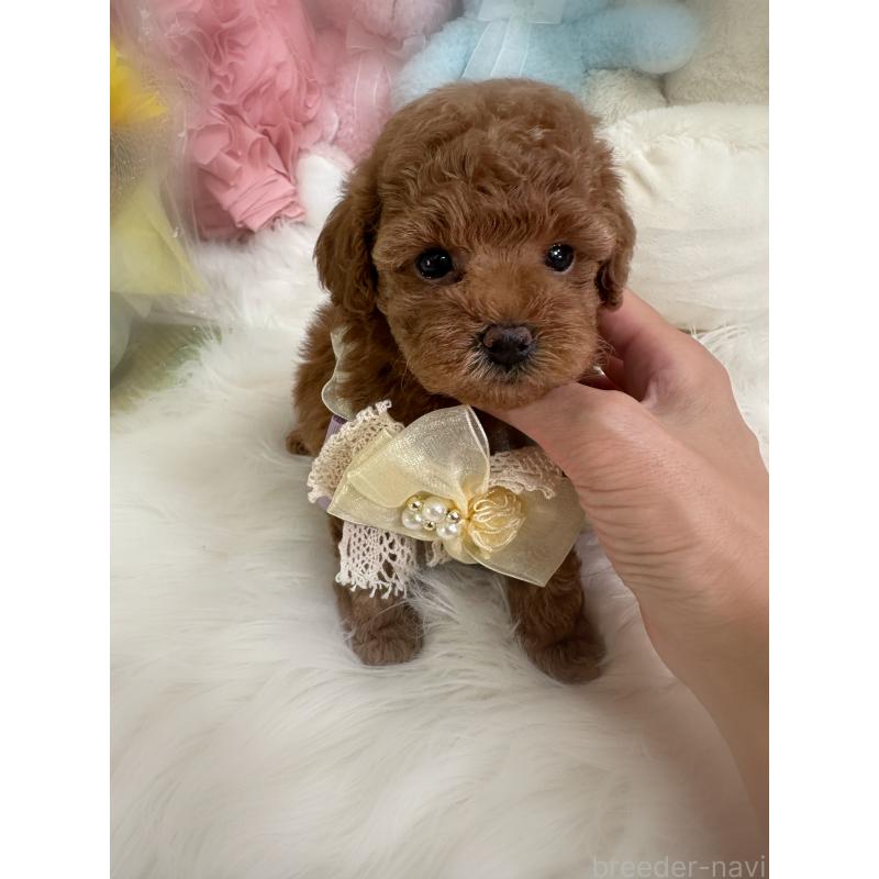 販売中の香川県のトイプードル-412500の2枚目