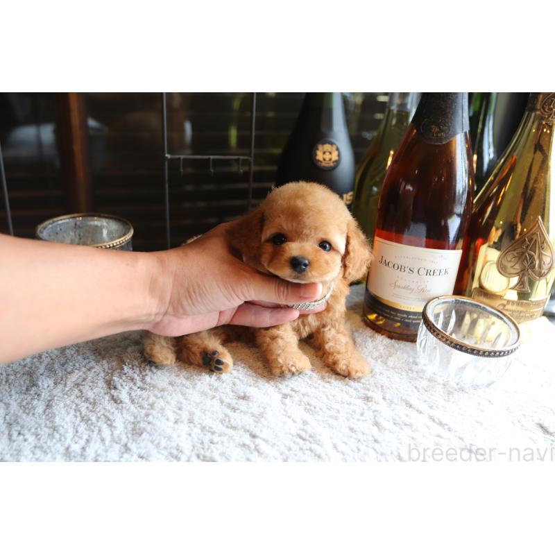 成約済の埼玉県のタイニープードル-410397の5枚目